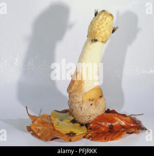 Phallus impudicus, gemeinsame Exemplar des Gemeinen Stinkmorchels Stockfoto
