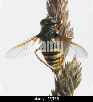 Hoverfly (Syrphidae) Festhalten an einer Anlage, in der Nähe Stockfoto