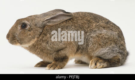Oryctolagus cuniculus, Europäische Wilde Kaninchen Stockfoto