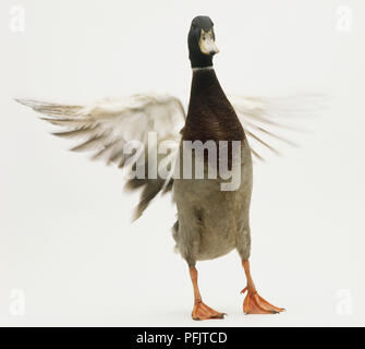 Eine Stockente stehend seine Flügel Stockfoto
