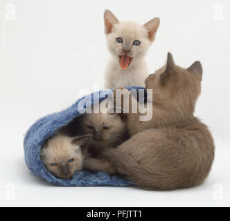 Vier seal-point Siam Kitten (Felis sylvestris catus) spielen mit einem wollschal, seine Zunge heraus haften Stockfoto