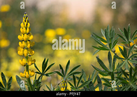 Schönen blühenden Lupinen Pflanze mit gelben Blüten in natürlichen Hintergrund Stockfoto