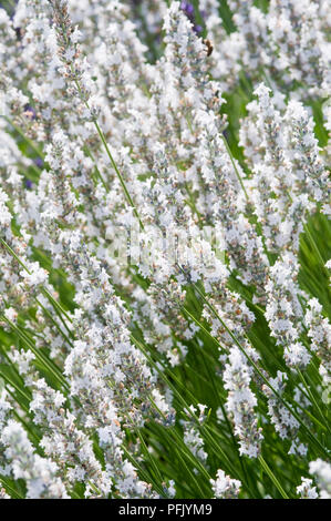 In Weiß und Lavendel Blüten, Nahaufnahme Stockfoto