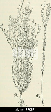 . Cyclopedia von landwirtschaftlichen Kulturpflanzen: Ein beliebter Befragung von Pflanzen und pflanzliche Methoden in den Vereinigten Staaten und Kanada. Landwirtschaft - Kanada; Landwirtschaft -- United States; Farm produzieren - Kanada; Farm produzieren - United States. Flachs FLACHS 297 Küsschen pro Acre, sechs Pecks wird in der Regel am besten. Wenn der Flachs für Samen gewachsen ist, ist es in der Ex-pense die Quantität und die Qualität der Faser, und umgekehrt. Der Unterschied ist durch die Dicke des Seeding zurückzuführen ist. Die Menge der Samen pro eingeführt ist abhängig von der Anzahl der Niederlassungen, die Samen tragen, Samenkapseln. Durch Aussaat zwei bis drei Küsschen pro Acre, der Pl Stockfoto