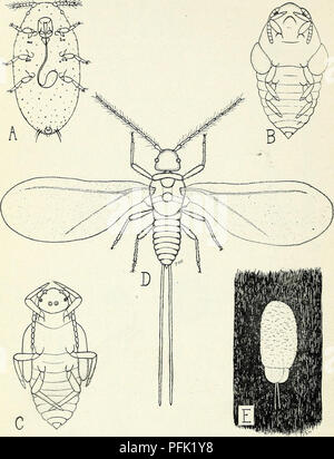 . Cypress Rinde. Zypresse; Skala Insekten. Bui. 838, US Abt. der Landwirtschaft. Platte VI. Die Zypresse Rinde. A, männliche Larve, zweite instar (X50) (männlichen und weiblichen ersten instar Larven sind identisch); B, männliche Pre-puppe (X50); C, männliche Puppe (X50); D, männliche Erwachsene (X50); E, männliche Erwachsene bereit von Cocoon aufzutauchen.. Bitte beachten Sie, dass diese Bilder sind von der gescannten Seite Bilder, die digital für die Lesbarkeit verbessert haben mögen - Färbung und Aussehen dieser Abbildungen können nicht perfekt dem Original ähneln. extrahiert. Herbert, F.B. (Frank Barnes), 1890 -. Washington, D.C.: US Stockfoto