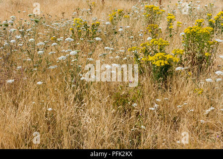 Achillea Millefolium (Schafgarbe) & Cardamine pratensis (Ragwort) zunehmend unter trockenes Gras auf Turbary in Dorset, Großbritannien Stockfoto