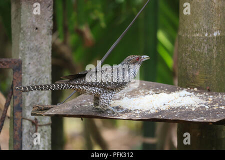 Weibliche asiatische Koel Stockfoto