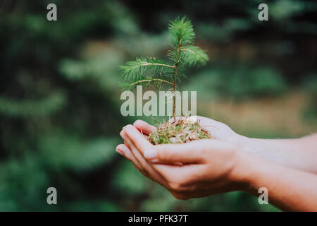 Weibliche Hand sprießen wilde Pine Tree in der Natur grüner Wald. Tag der Erde Umwelt Konzept zu speichern. Wachsende Sämling forester Pflanzen Stockfoto