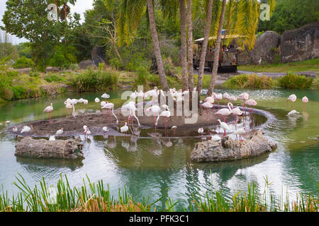 Kilimanjaro Safari Fahrt in Disneys Animal Kingdom Theme Park, Walt Disney World, Orlando, Florida. Stockfoto