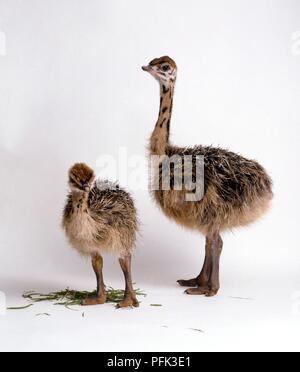 Zwei baby Strauße (Struthio camelus) in unterschiedlichen Stadien der Entwicklung Stockfoto