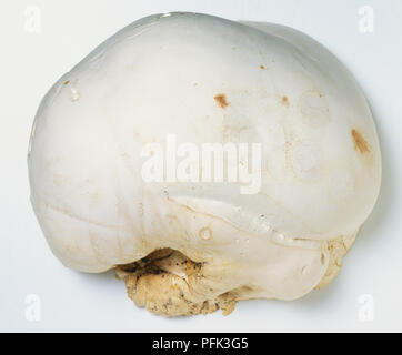 Große weiße Riese Puffball Pilz, Calvatia gigantea. Stockfoto