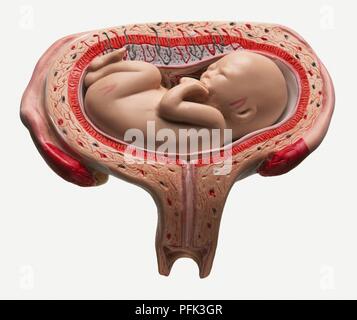 Modell des menschlichen Fötus im Mutterleib bei 16 Wochen Stockfoto