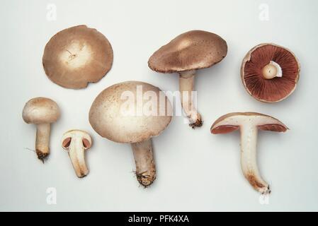 Agaricus campestris (Pilz), ganze und Querschnitt Stockfoto