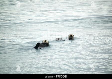 USA, Alaska, zwei Seeotter (Enhydra lutris) schwimmend auf dem Rücken Stockfoto