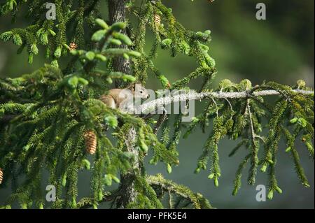 USA, Alaska, Amerikanisches rotes Eichhörnchen (Tamiasciurus hudsonicus) in den Filialen der nadelbaumbaum Stockfoto