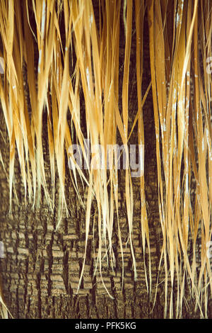 Haar - wie Stränge hängend an der Seite einer Nahaufnahme der Stamm einer Palme in Spanien Stockfoto