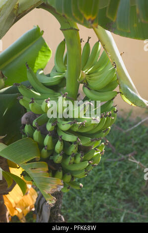 Bündel von unreife grüne Bananen, close-up Stockfoto