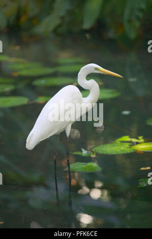 Silberreiher (Ardea alba) stehen im flachen Wasser des Teiches, Seitenansicht Stockfoto