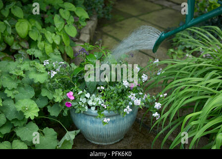 Übertopf mit lila heliotropes, nemesia, besetzt Lieschen und immergrünen Lamium, mit Bewässerung verwässert werden können, auf der schattigen Terrasse, close-up Stockfoto