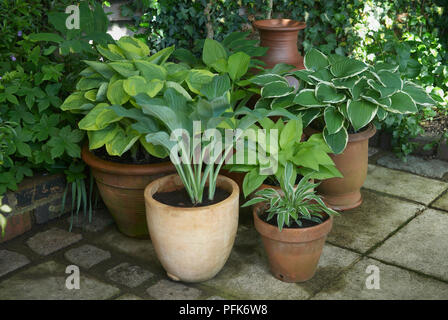 Verschiedenen Hosta sp. (Wegerich Lilien) in Töpfen in schattigen Terrasse Ecke, einschließlich Hosta 'August Moon', Hosta 'Francee', Hosta 'Ginko Craig', Hosta 'Krossa Regal', Hosta 'breiten Rand', Hosta 'Undulata F Aurea' Stockfoto