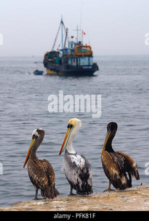 Peru, in der Nähe von Pisco, Playa El Chaco, peruanische Pelikan (Pelecanus thagus), drei Pelikane auf Steg und einem Trawler in der Nähe Stockfoto