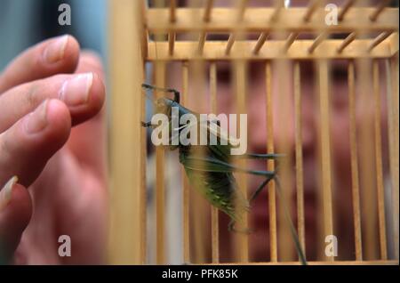 China, Peking, Guanyuan pet-Markt, Mann, im Cricket im Käfig Stockfoto