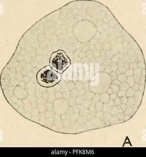 . Zytologie, mit besonderem Bezug auf die metazoan Kern. Zellen. Kranke GONOMERY 79 Kern, so dass jede Der konjugieren Amöben hat jetzt einen einzelnen Kern. Diese Kerne durchlaufen einen Prozess der Meiose, vergleichbar mit der Entstehung der polaren Körper eines Metazoan Ei, konvertiert jede Amöbe in einem einzigen Gamete. Die beiden gamete Zellen verschmelzen eine Zygote, die Kerne jedoch noch nicht fixiert. Damit die binucleate Zustand wiederhergestellt ist, wird durch eine unbestimmte Anzahl von Zelle didsions beibehalten werden. , I. Bitte beachten Sie, dass diese Bilder aus gescannten Seite Bilder, ha können extrahiert werden Stockfoto