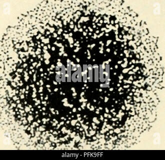 . Die cytologie und Leben - Geschichte der Bakterien. Bakterien. [Reproducfd vom Journal der allgemeinen Microhiolosy.) Abb. 63 Kolonien von STREPTOKOKKEN 1. Langkettige "rauhen" Kolonie. 2. Kurzkettige "glatten" Kolonie. Eindruck Zubereitungen - 300. H: KOLONIEN VON STREPTOMYCES (4, lo) Die colonics ot strcptoniyccs kann logisch als einzigen, mehrzelligen Organismen, in der die Funktionen der verschiedenen Arten von Komponente Zelle fast vollständig spezialisiert sind, berücksichtigt werden. Die Kolonie besteht aus einem vegetativen, Haploid, primäre mycehum, auf die sich eine reproduktive, diploid, s Stockfoto