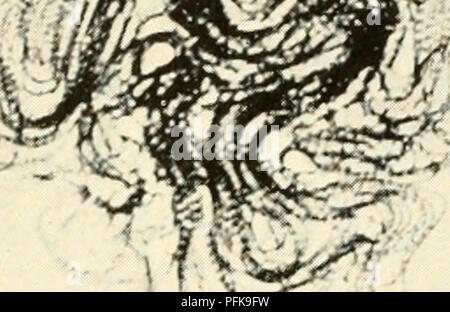 Diese Arbeit konzentriert sich auf die Zytologie und Lebensgeschichte von Bakterien und beschreibt die Struktur, Funktion und Reproduktion von Bakterienzellen. Es liefert wertvolle Einblicke in die Bakterienphysiologie und die Rolle von Bakterien in verschiedenen ökologischen Prozessen und bildet eine wichtige Referenz für Mikrobiologie und biologische Wissenschaften. Stockfoto