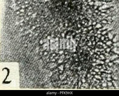 . Die cytologie und Leben - Geschichte der Bakterien. Bakterien. tic?, ^-^%. - ^^S^. Bitte beachten Sie, dass diese Bilder sind von der gescannten Seite Bilder, die digital für die Lesbarkeit verbessert haben mögen - Färbung und Aussehen dieser Abbildungen können nicht perfekt dem Original ähneln. extrahiert. Bisset, Kenneth Alexander. Baltimore: Williams und Wilkens Stockfoto