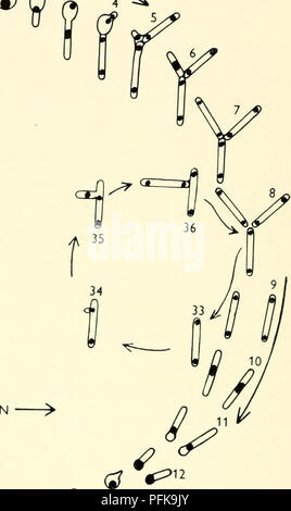 . Die cytologie und Leben - Geschichte der Bakterien. Bakterien. JJ® QJ^2N. ^ "® ® * "J. 8 17 16 15 {vom Journal der Hygiene wiedergegeben). Abb. 51 DER LEBENSZYKLUS VON AKTINOMYCETEN BOVIS (I) Spore. (2-4) der Keimung. (5-8 und 33-36) Vegetative Vermehrung im primären Mycel. (9-17) Bildung von "initial Cell" durch Fusion der Einheiten vom primären Mycel. (18-21) der Keimung von "Erste Zelle" coenocytic sekundäre Myzel zu geben. (22-24 und 37-41) Wachstum und Verzweigung. (25-31) Entwicklung und Reifung von spore, nukleare Reduktion. (Nach Morris).. Bitte beachten Sie, dass Th Stockfoto