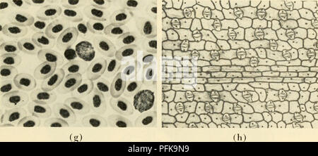 . Zytologie. Zytologie. (G) Abbildung 2-1. Pflanzliche und tierische Zellen, die Unterschiede in der Form: (a) oligodendrocyte vom 5-Tag Kultur der Ratte Hirngewebe (Corpus cal - Granulosum); b) unbefruchtete tierischen Eizelle mit Seesternen; (c) die bakteriellen Zellen {Azobacter Arten); (d) giant multipolaren motorischen Nervenzellen aus ox Rückenmark; (e) einzellige tierischen Organismus {Ameba Arten); (f) Gruppierung von alga Zellen (spirogyra); (g) kernhaltigen Erythrozyten der Vogel; (h) guard Zellen im Zusammenhang mit leaf Stomata. (Abb. (A) von Lumsden, C. E. und Pomerat, C.M., 1951. "Normale Oligodendrozyten in Gewebekultur,&quo Stockfoto