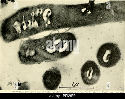 . Die cytologie und Leben - Geschichte der Bakterien. Bakterien. [HtpiiiduLtd in lliiulnnii,,! ,7 JImf" livsici Handeln ^ Ich. HV-pri Abb. 25. Bitte beachten Sie, dass diese Bilder sind von der gescannten Seite Bilder, die digital für die Lesbarkeit verbessert haben mögen - Färbung und Aussehen dieser Abbildungen können nicht perfekt dem Original ähneln. extrahiert. Bisset, Kenneth Alexander. Baltimore: Williams und Wilkens Stockfoto
