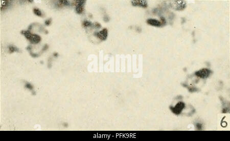 . Die cytologie und Leben - Geschichte der Bakterien. Bakterien. "^2 Cv5 es/'.&lt;.?* * ' 0. Bitte beachten Sie, dass diese Bilder sind von der gescannten Seite Bilder, die digital für die Lesbarkeit verbessert haben mögen - Färbung und Aussehen dieser Abbildungen können nicht perfekt dem Original ähneln. extrahiert. Bisset, Kenneth Alexander. Baltimore: Williams und Wilkens Stockfoto