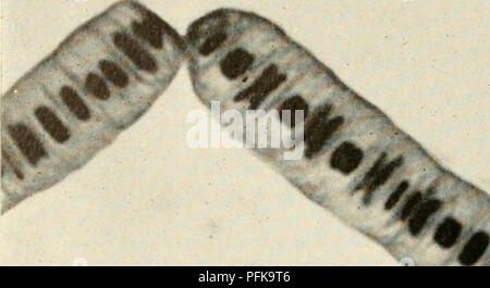 . Die cytologie und Leben - Geschichte der Bakterien. Bakterien. V. Bitte beachten Sie, dass diese Bilder sind von der gescannten Seite Bilder, die digital für die Lesbarkeit verbessert haben mögen - Färbung und Aussehen dieser Abbildungen können nicht perfekt dem Original ähneln. extrahiert. Bisset, Kenneth Alexander. Baltimore: Williams und Wilkens Stockfoto