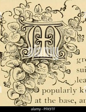 Dieser Leitfaden für Blumenzucht beschreibt die richtige Pflege von Pflanzen im Garten und im Wintergarten. Es betont die Bedeutung des Stachelens von Pflanzen, um Schäden durch Wind zu verhindern, und beschreibt verschiedene Blumenarten, einschließlich solcher, die Kamelien ähneln, die in dekorativen Blumenarrangements und Blumensträußen verwendet werden. Stockfoto