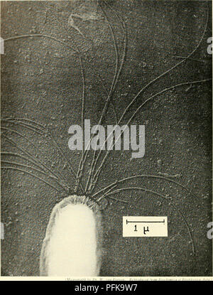 . Die cytologie und Leben - Geschichte der Bakterien. Bakterien. Abb. U BAKTERIELLE FLAGELLEN Spirillum serpens Gold - gespiegelte Electron Micrograph, Anzeigen Flagellen, die durch die Zellwand der protoplast.. Bitte beachten Sie, dass diese Bilder sind von der gescannten Seite Bilder, die digital für die Lesbarkeit verbessert haben mögen - Färbung und Aussehen dieser Abbildungen können nicht perfekt dem Original ähneln. extrahiert. Bisset, Kenneth Alexander. Baltimore: Williams und Wilkens Stockfoto