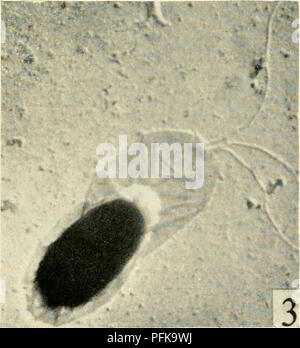 . Die cytologie und Leben - Geschichte der Bakterien. Bakterien. . Bitte beachten Sie, dass diese Bilder sind von der gescannten Seite Bilder, die digital für die Lesbarkeit verbessert haben mögen - Färbung und Aussehen dieser Abbildungen können nicht perfekt dem Original ähneln. extrahiert. Bisset, Kenneth Alexander. Baltimore: Williams und Wilkens Stockfoto