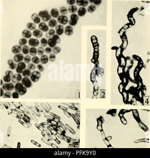 . Die cytologie und Leben - Geschichte der Bakterien. Bakterien. ? Ich^'&gt; Ich. #^y. Bitte beachten Sie, dass diese Bilder sind von der gescannten Seite Bilder, die digital für die Lesbarkeit verbessert haben mögen - Färbung und Aussehen dieser Abbildungen können nicht perfekt dem Original ähneln. extrahiert. Bisset, Kenneth Alexander. Baltimore: Williams und Wilkens Stockfoto