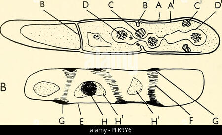 Diese Arbeit untersucht die Zytologie und Lebensgeschichte von Bakterien mit detaillierten Diagrammen von *Bacillus cereus* Elektronenmikrographen. Es vergleicht verschiedene präparative Techniken, die zur Beobachtung der bakteriellen Zellstruktur verwendet werden, wobei Unterschiede in der Klarheit der Zellhülle und anderer zellulärer Merkmale hervorgehoben werden, was zum Studium der Bakterienbiologie und Mikroskopietechniken beiträgt. Stockfoto