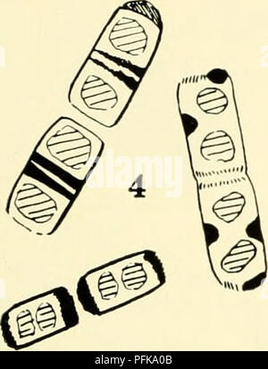 . Die cytologie und Leben - Geschichte der Bakterien. Bakterien. . Bitte beachten Sie, dass diese Bilder sind von der gescannten Seite Bilder, die digital für die Lesbarkeit verbessert haben mögen - Färbung und Aussehen dieser Abbildungen können nicht perfekt dem Original ähneln. extrahiert. Bisset, Kenneth Alexander. Baltimore: Williams und Wilkens Stockfoto