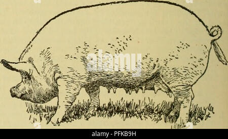 . Cyclopedia von Nutztieren. Heimische Tiere und Waren tierischen Ursprungs. Abb. 670. Große Yorkshire Eber. In Amerika. - Große weiße Schweine wurden in die Vereinigten Staaten zu verschiedenen Zeiten während des vergangenen Jahrhunderts gebracht, aber die verbesserte Art der Großen Yorkshires kann kaum gesagt werden, eine Stellung in den Vereinigten Staaten bis 1892 erreicht zu haben. Unter den ersten, die Sie in Kanada zu importieren waren einige der Verpackung Häuser, der Sie in die für die Zwecke der Improv-ing der Speck Qualitäten der Kanadischen Schweine. Während der letzten zwanzig oder fünfundzwanzig Jahre, die Rasse hat wunderbare Fortschritte in Ca gemacht Stockfoto
