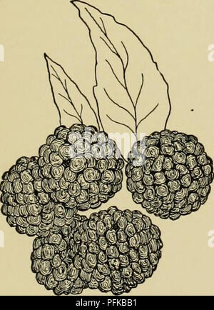 Die „Cyclopedia of Hardy Fruits“ (Zyklopädie der harten Früchte) beschreibt verschiedene Fruchtarten, einschließlich der Welch Eureka, die für ihre späte Reifung und Härte in kalten Klimazonen bekannt ist. Dieser Leitfaden dient als umfassende Ressource für den Anbau und die Auswahl von Früchten. Stockfoto