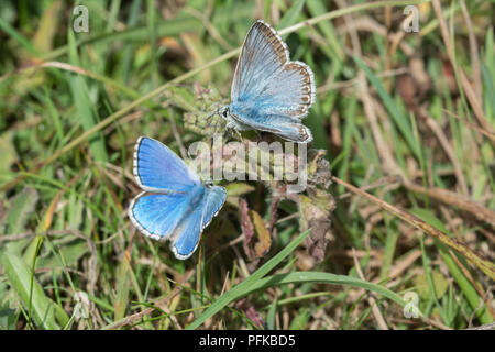 Adonis blau (Polyommatus bellargus) und chalkhill Blue (Polyommatus coridon) männliche Schmetterlinge in Chalk downland Lebensraum in Hampshire, Großbritannien Stockfoto