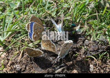 Eine Gruppe von Adonis blue und chalkhill blue Schmetterlinge puddling auf Mist wichtige Mineralien zu erwerben, Hampshire, Großbritannien Stockfoto