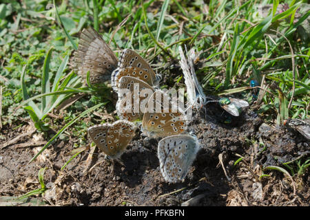 Eine Gruppe von Adonis blue und chalkhill blue Schmetterlinge puddling auf Mist wichtige Mineralien zu erwerben, Hampshire, Großbritannien Stockfoto