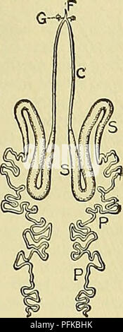Dieses Diagramm aus „Cyclopedia of Farm Animals“ veranschaulicht die Anatomie eines ausgewachsenen Seidenraumes mit detaillierten Abschnitten von Kopf, Thorax und Bauch. Der Text erläutert die Struktur von Seidenraupen, einer wichtigen Art für die Seidenproduktion, mit Einblicken in tierische Produkte. Stockfoto