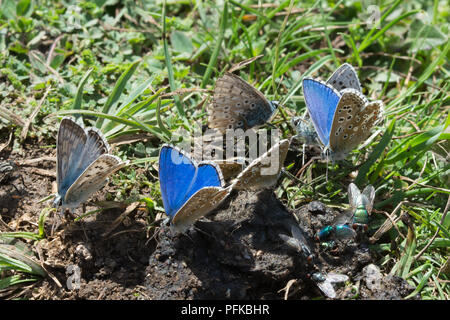 Eine Gruppe von Adonis blue und chalkhill blue Schmetterlinge puddling auf Mist wichtige Mineralien zu erwerben, Hampshire, Großbritannien Stockfoto