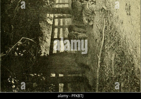 . Cyclopedia von Nutztieren. Heimische Tiere und Waren tierischen Ursprungs. Ich es m. Bitte beachten Sie, dass diese Bilder sind von der gescannten Seite Bilder, die digital für die Lesbarkeit verbessert haben mögen - Färbung und Aussehen dieser Abbildungen können nicht perfekt dem Original ähneln. extrahiert. Bailey, L. H. (Liberty Hyde) 1858-1954, ed., New York, Macmillan Stockfoto