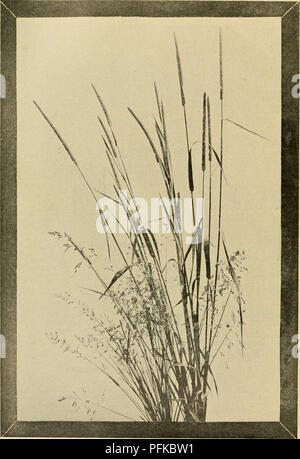 . Cyclopedia von landwirtschaftlichen Kulturpflanzen. Farm produzieren; Landwirtschaft. Platte XII. Drei wichtige Gräser des nordöstlichen Region - Timothy, Juni - Gras, und Kanada blau - Gras (der letzte, Foa cumpressa, der Kleine steifer panicHs in der linken unteren Ecke]. Bitte beachten Sie, dass diese Bilder sind von der gescannten Seite Bilder, die digital für die Lesbarkeit verbessert haben mögen - Färbung und Aussehen dieser Abbildungen können nicht perfekt dem Original ähneln. extrahiert. Bailey, L. H. (Liberty Hyde) 1858-1954, ed., New York, Macmillan Company Stockfoto